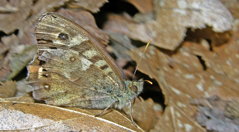Pararge aegeria